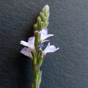 Photographie n°2323903 du taxon Verbena officinalis L. [1753]