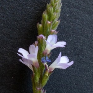 Photographie n°2323906 du taxon Verbena officinalis L. [1753]