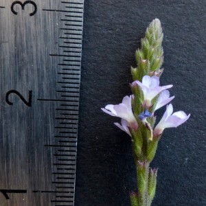 Photographie n°2323908 du taxon Verbena officinalis L. [1753]