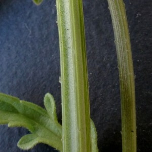 Photographie n°2323912 du taxon Verbena officinalis L. [1753]