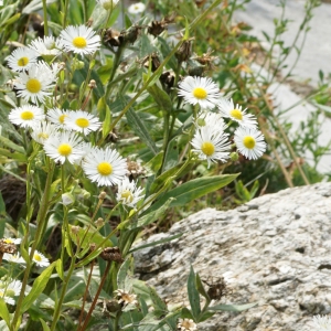 Photographie n°2323917 du taxon Erigeron annuus (L.) Desf. [1804]