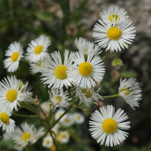 Photographie n°2323920 du taxon Erigeron annuus (L.) Desf. [1804]