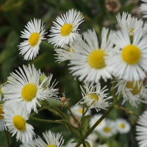 Photographie n°2323922 du taxon Erigeron annuus (L.) Desf. [1804]