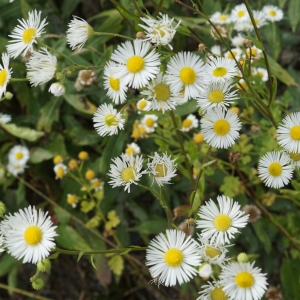 Photographie n°2323923 du taxon Erigeron annuus (L.) Desf. [1804]