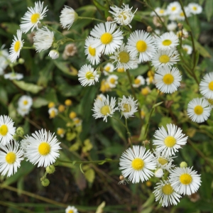 Photographie n°2323924 du taxon Erigeron annuus (L.) Desf. [1804]