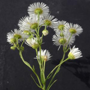 Photographie n°2323926 du taxon Erigeron annuus (L.) Desf. [1804]