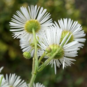 Photographie n°2323930 du taxon Erigeron annuus (L.) Desf. [1804]