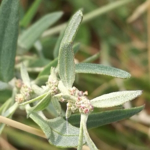 Photographie n°2323968 du taxon Atriplex patula L. [1753]