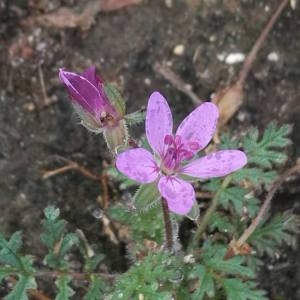 Photographie n°2324003 du taxon Erodium cicutarium (L.) L'Hér. [1789]