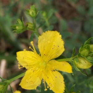 Photographie n°2324007 du taxon Hypericum perforatum L. [1753]