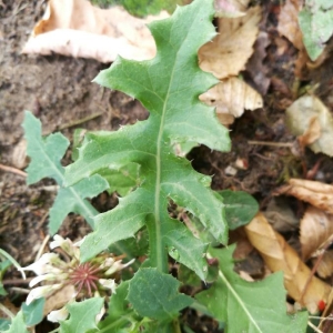 Photographie n°2324014 du taxon Lactuca serriola L. [1756]