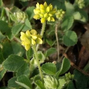 Photographie n°2324019 du taxon Medicago lupulina L. [1753]
