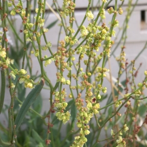 Photographie n°2324032 du taxon Rumex acetosella L. [1753]