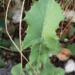 Photographie n°2324036 du taxon Sonchus oleraceus L. [1753]