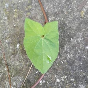 Photographie n°2324070 du taxon Convolvulus sepium L. [1753]