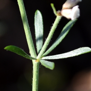 Photographie n°2324075 du taxon Lotus dorycnium L. [1753]