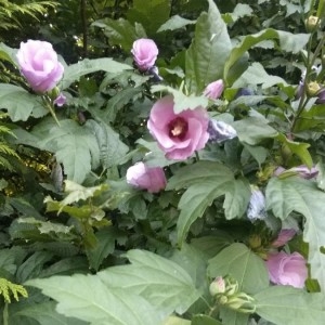 Photographie n°2324102 du taxon Hibiscus syriacus L.