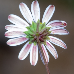 Photographie n°2324111 du taxon Bellium bellidioides L. [1771]