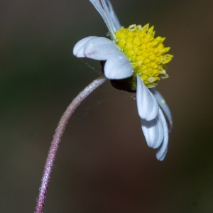 Photographie n°2324112 du taxon Bellium bellidioides L. [1771]