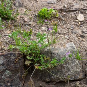 Photographie n°2324113 du taxon Erodium moschatum (L.) L'Hér. [1789]