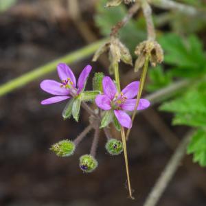 Photographie n°2324115 du taxon Erodium moschatum (L.) L'Hér. [1789]