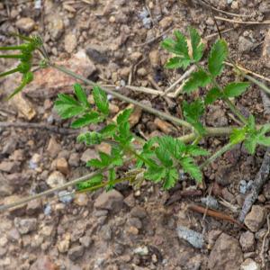 Photographie n°2324116 du taxon Erodium moschatum (L.) L'Hér. [1789]