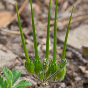 Photographie n°2324118 du taxon Erodium moschatum (L.) L'Hér. [1789]