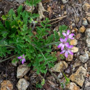 Photographie n°2324119 du taxon Erodium moschatum (L.) L'Hér. [1789]