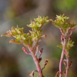 Photographie n°2324192 du taxon Phedimus stellatus (L.) Raf. [1817]