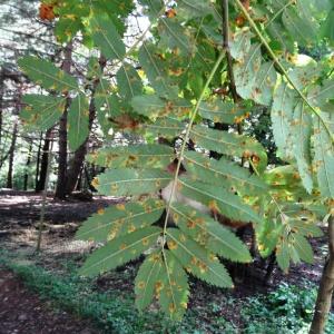 Photographie n°2324234 du taxon Sorbus aucuparia L. [1753]