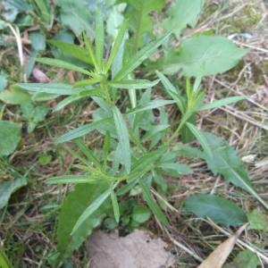 Photographie n°2324292 du taxon Erigeron canadensis L. [1753]