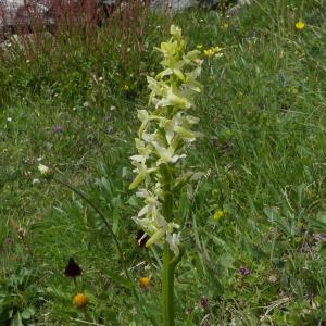 Photographie n°2324333 du taxon Platanthera bifolia (L.) Rich. [1817]