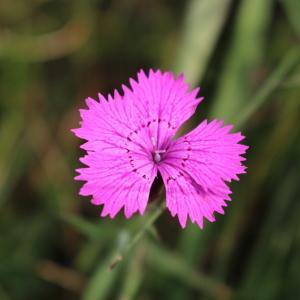 Photographie n°2324343 du taxon Dianthus carthusianorum L. [1753]