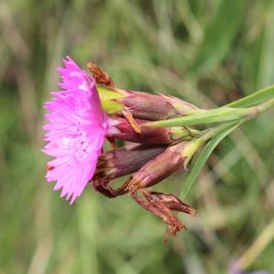 Photographie n°2324344 du taxon Dianthus carthusianorum L. [1753]