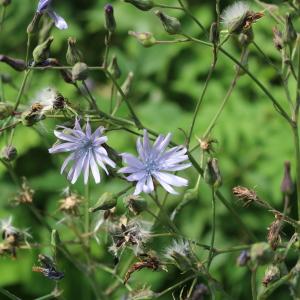 Photographie n°2324349 du taxon Lactuca L. [1753]