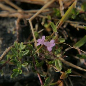 Photographie n°2324367 du taxon Thymus longicaulis C.Presl [1826]