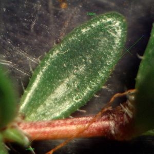 Photographie n°2324378 du taxon Thymus longicaulis C.Presl [1826]