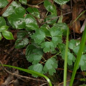 Photographie n°2324446 du taxon Aquilegia vulgaris L. [1753]