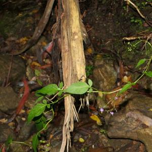 Photographie n°2324472 du taxon Solanum dulcamara L. [1753]