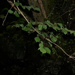 Photographie n°2324480 du taxon Corylus avellana L. [1753]