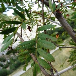 Photographie n°2324488 du taxon Sorbus domestica L. [1753]