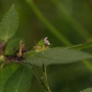 Photographie n°2324493 du taxon Galeopsis tetrahit L. [1753]