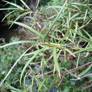 Photographie n°2324507 du taxon Salix eleagnos subsp. angustifolia (Cariot & St.-Lag.) Rech.f. [1957]