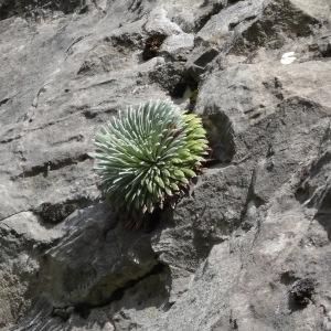 Photographie n°2324515 du taxon Saxifraga longifolia Lapeyr. [1801]