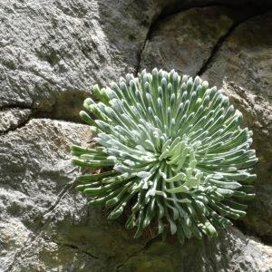 Photographie n°2324516 du taxon Saxifraga longifolia Lapeyr. [1801]