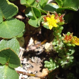 Photographie n°2324517 du taxon Sedum alpestre Vill. [1779]