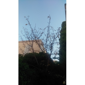 Prunus avium (L.) L. var. avium