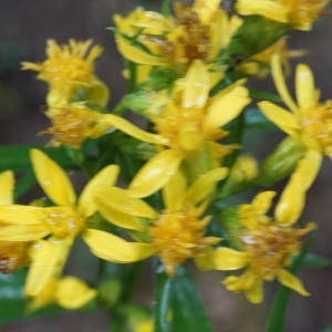 Photographie n°2324524 du taxon Senecio ovatus (P.Gaertn., B.Mey. & Scherb.) Willd. [1803]