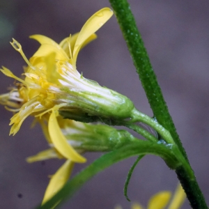 Photographie n°2324531 du taxon Senecio ovatus (P.Gaertn., B.Mey. & Scherb.) Willd. [1803]