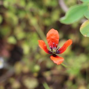 Photographie n°2324570 du taxon Papaver argemone subsp. argemone 